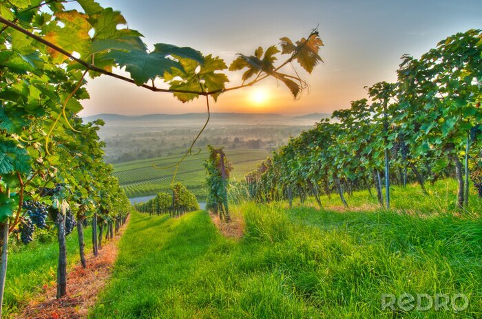 Poster Weinbergslandschaft