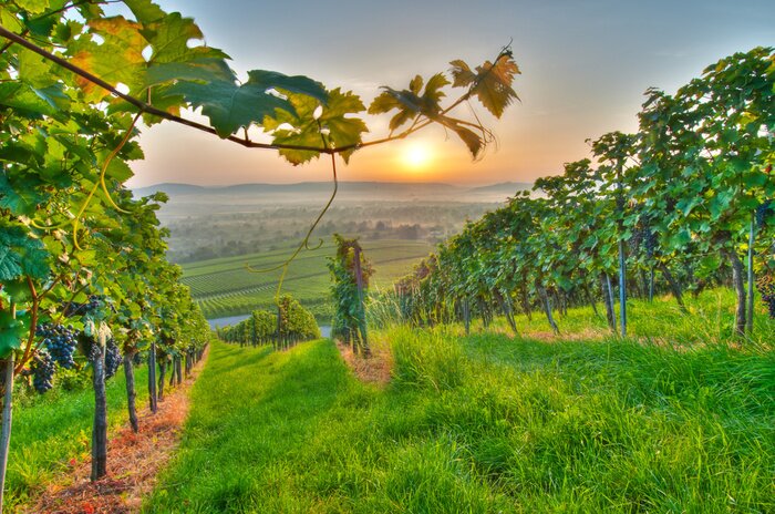 Poster Weinbergslandschaft