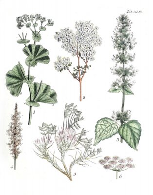 Poster Weiß blühende Pflanzen