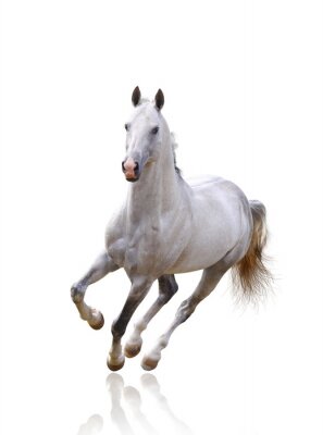 Weiß-braunes pferd