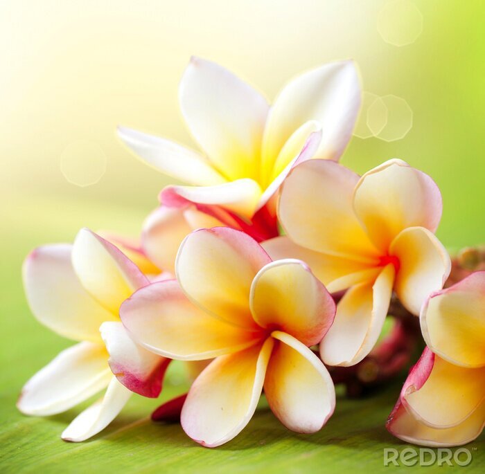 Poster Weiß-gelbe tropische Blume