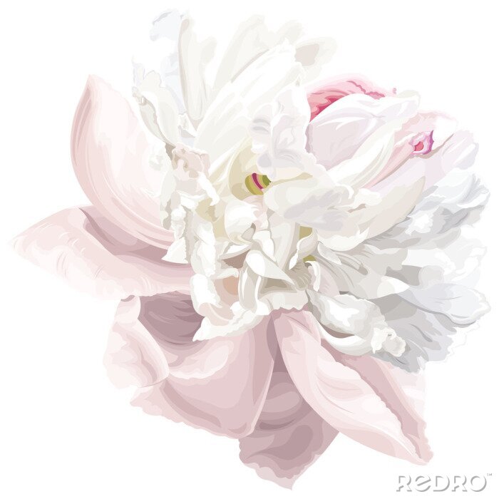 Poster Weiß-rosa Pfingstrose mit vielen Blütenblättern