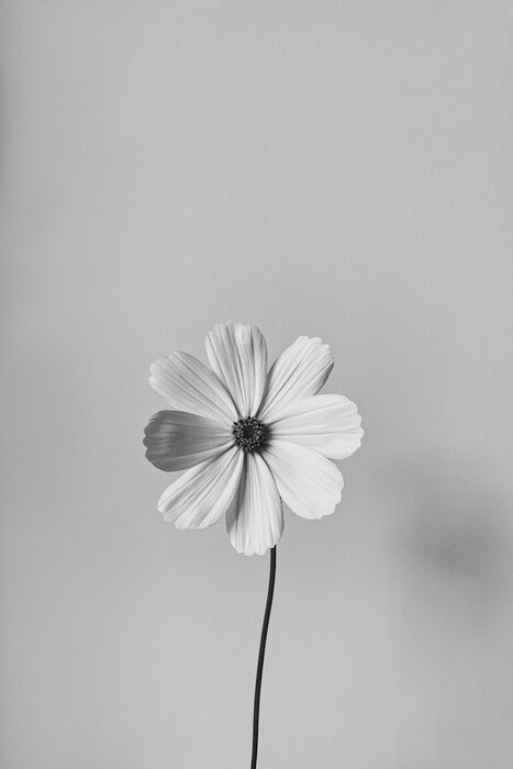 Poster Weiße Blume des Minimalismus