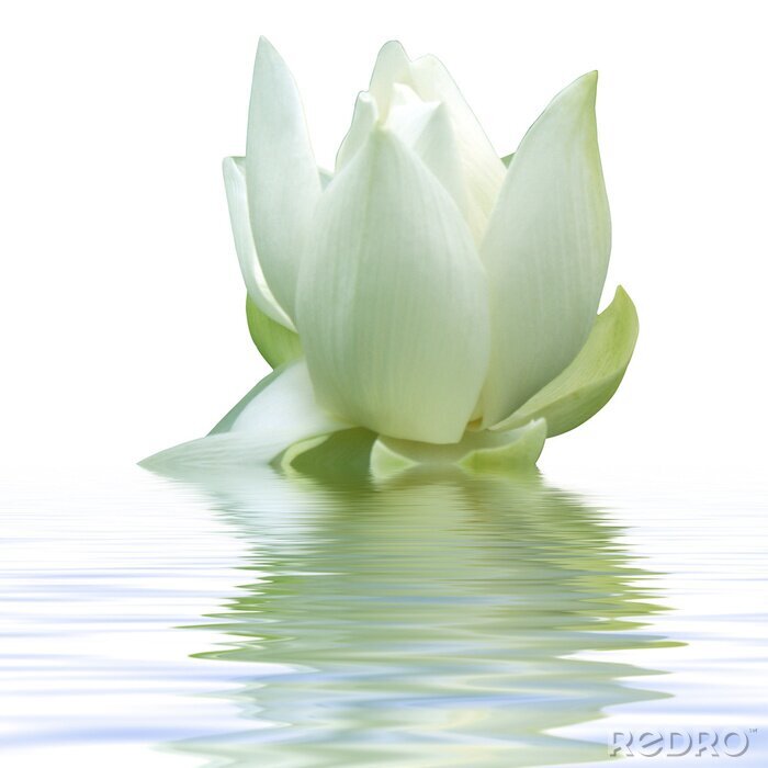 Poster Weiße Blume im Wasser
