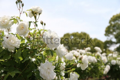 Poster Weiße Blumen an Sträuchern in der Sonne