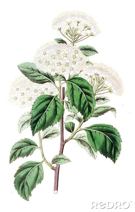 Poster Weiße Blumen auf einem geschnittenen Zweig