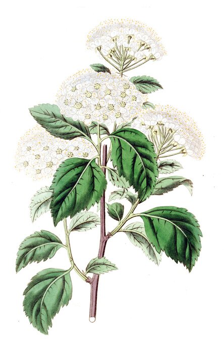 Poster Weiße Blumen auf einem geschnittenen Zweig