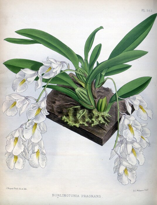 Poster Weiße Blumen auf hängenden Stängeln