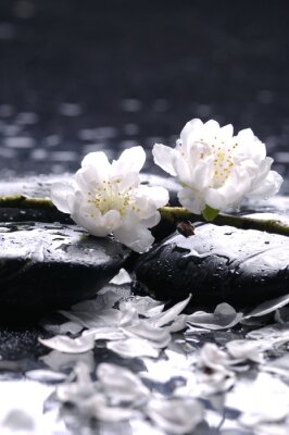 Poster Weiße Blumen lehnen auf nassen Steinen