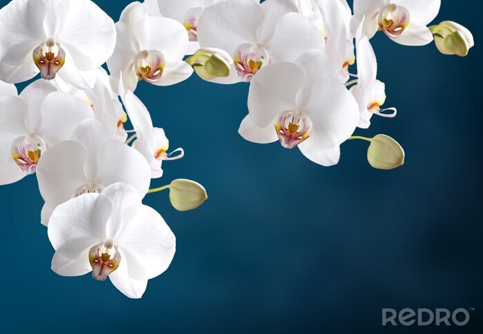 Poster Weiße Blumen mit fleischigen Blütenblättern
