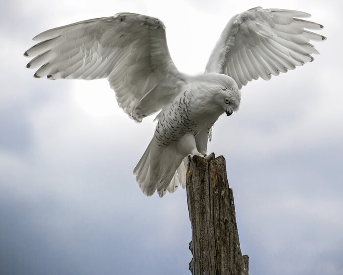 Poster Weiße Eule auf dem Hintergrund des Himmels