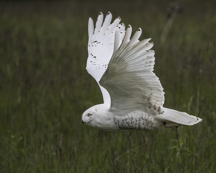 Poster Weiße Eule fliegt über die Wiese