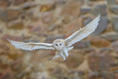 Weiße Eule im Flug