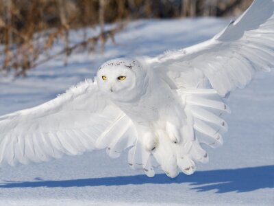 Weiße Eule landet im Schnee