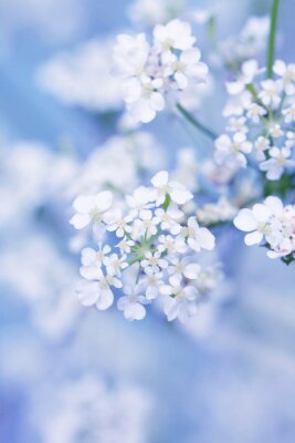 Poster Weiße Frühlingsblumen auf einem unscharfen Hintergrund