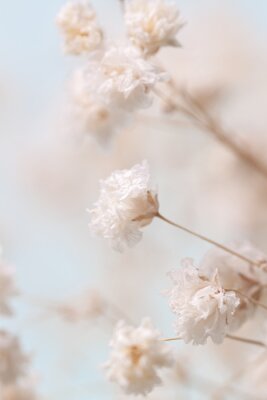 Poster Weiße Gipsblumen