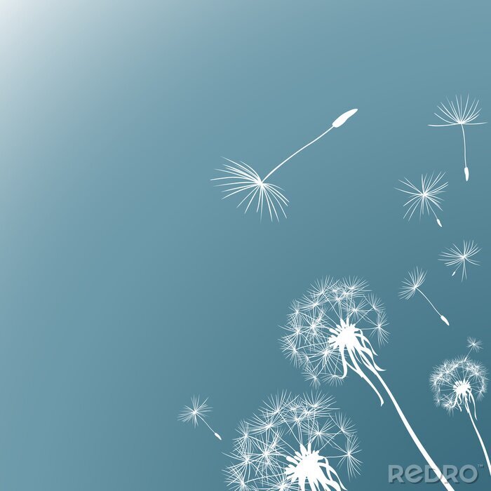 Poster Weiße grafische Pusteblumen und Samen