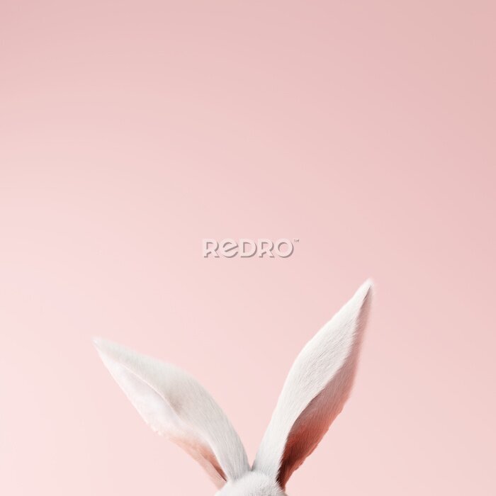 Poster Weiße Hasenohren auf rosa Hintergrund