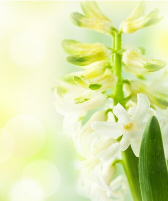 Weiße Hyazinthe auf der Wiese