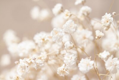 Weiße kleine Blumen auf beige Hintergrund