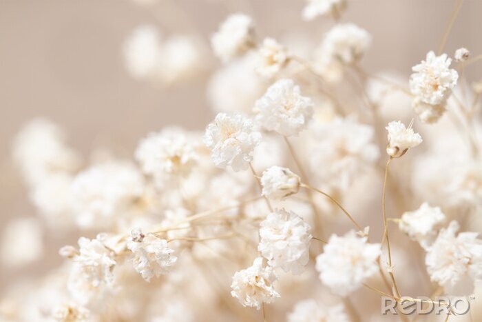 Poster Weiße kleine Blumen auf beige Hintergrund