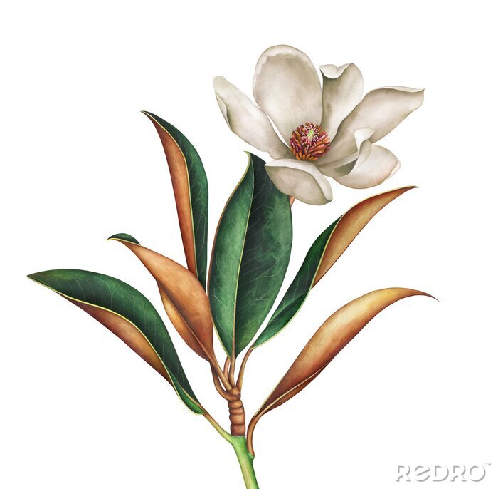 Poster Weiße Magnolienblüte