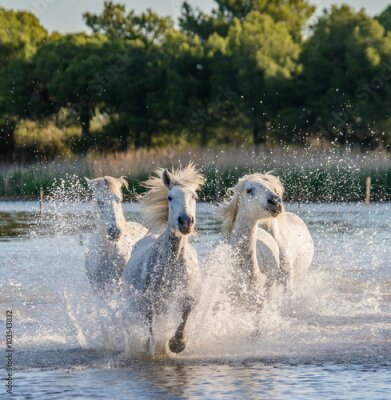 Poster Weiße Pferde galoppieren im Fluss
