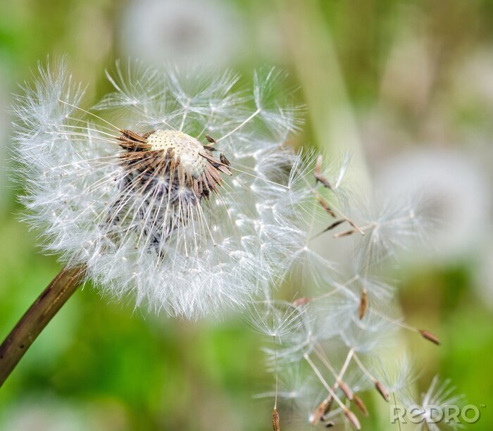 Poster Weiße Pusteblume im Wind