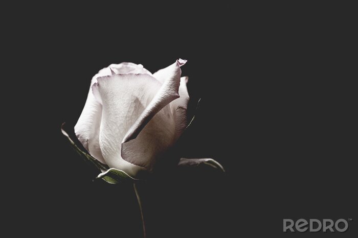 Poster Weiße Rose, die die Tiefe des Schwarz freilegt