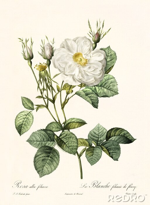 Poster Weiße Rose Illustration in Retro-Ästhetik