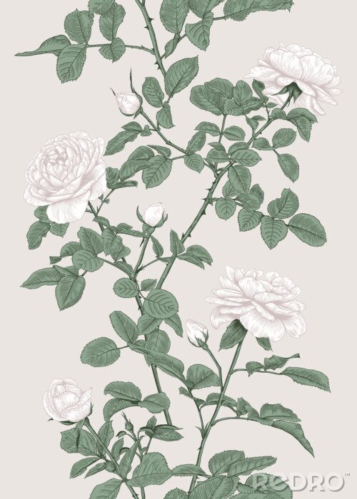 Poster Weiße Rosen auf einem Zweig