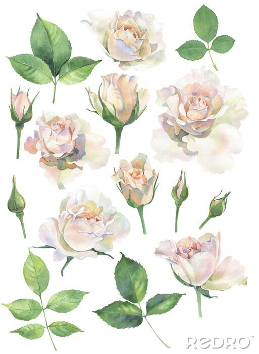 Poster Weiße Rosen und grüne Blätter Aquarell