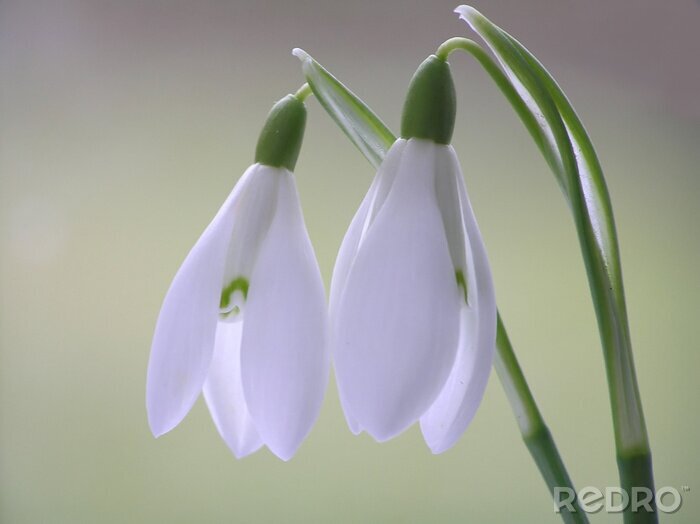 Poster Weiße Schneeglöckchen im Frühling