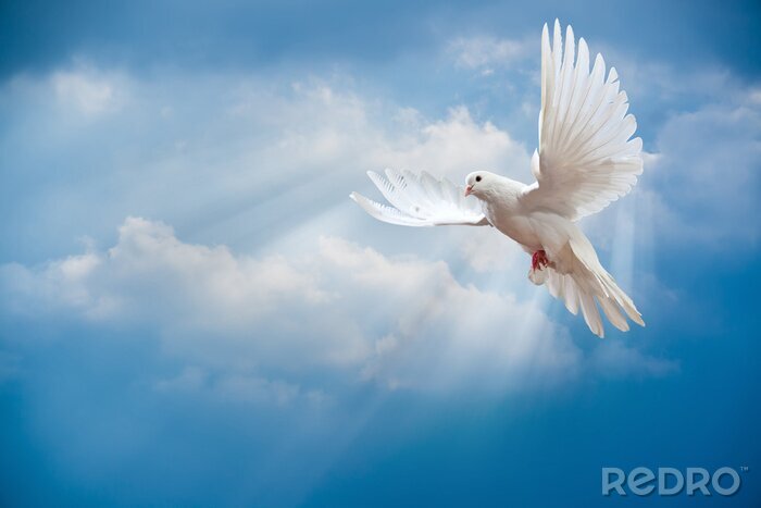 Poster Weiße Taube am Himmel