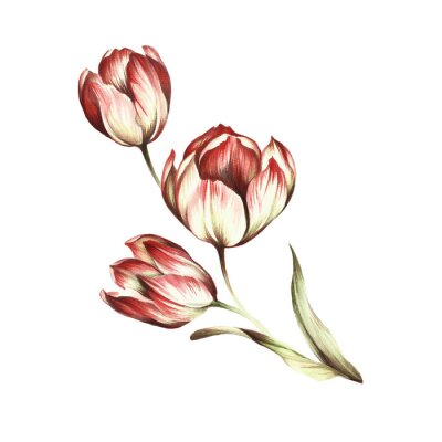 Poster Weiße Tulpen mit rot gefärbten Blütenblättern