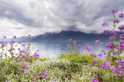 Weiße und violette Blumen vor dem Hintergrund der Berge