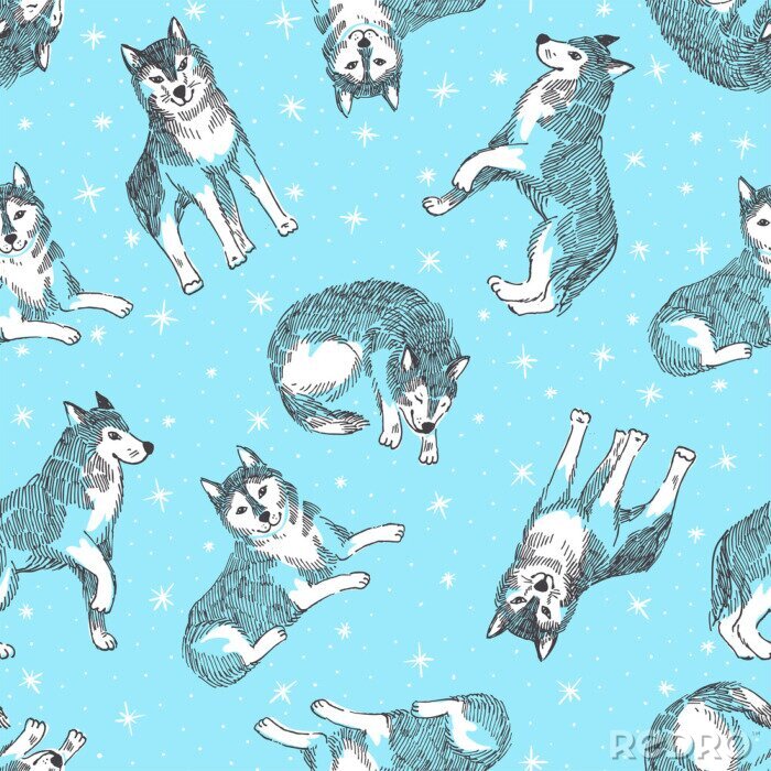 Poster Weiße Wölfe auf blauem Hintergrund