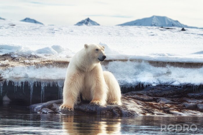Poster Weißer Bär auf Eis