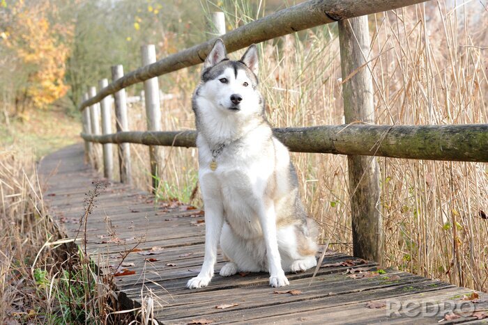 Poster Weißer Husky auf der Brücke