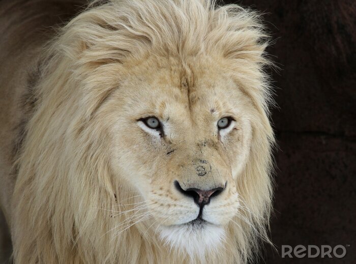 Poster weißer Löwe auf schwarzem Hintergrund