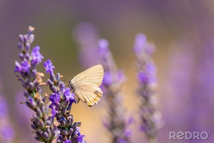 Poster Weißer Schmetterling auf Lavendel