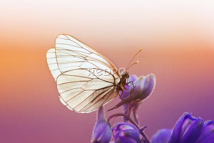 Poster Weißer Schmetterling auf violetten Blumen mit Sonnenuntergang im Hintergrund