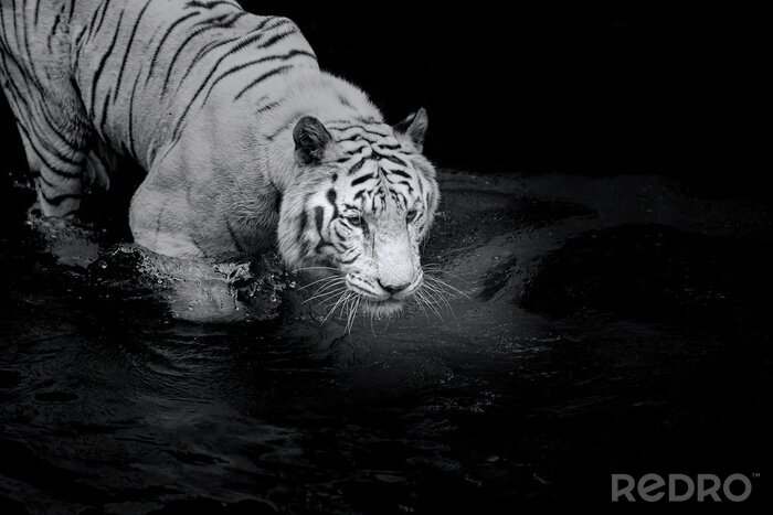 Poster Weißer Tiger, der im Wasser läuft