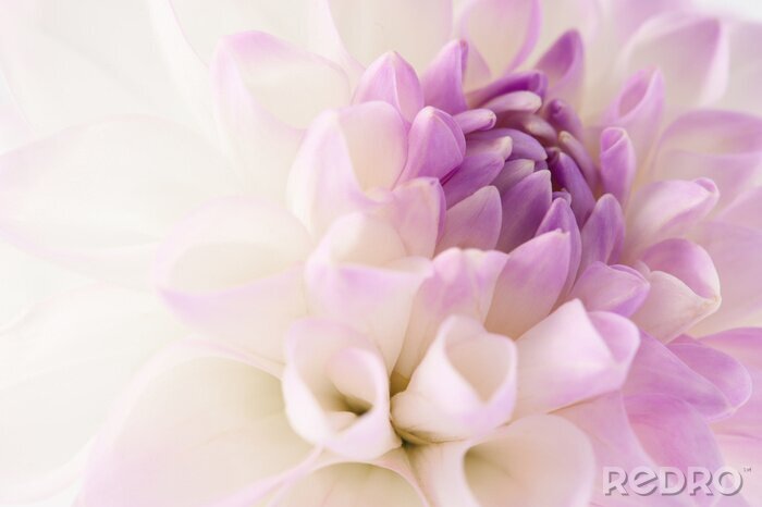 Poster Weißer violett gefärbter Blütenkopf