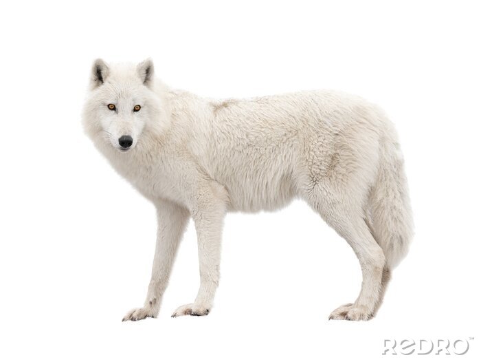 Poster Weißer Wolf auf hellem Hintergrund