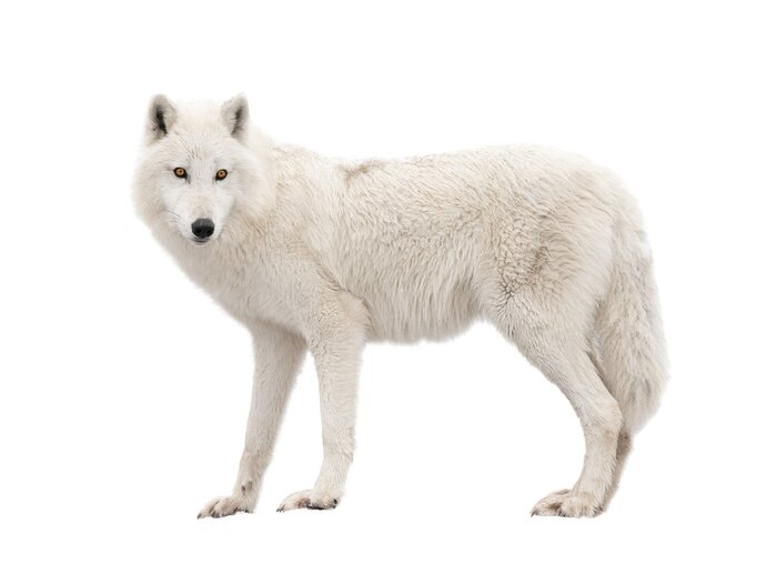 Poster Weißer Wolf auf hellem Hintergrund