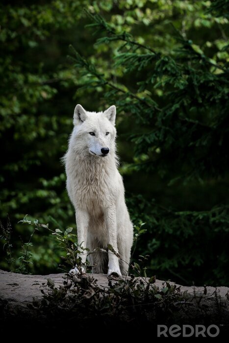 Poster Weißer Wolf im Wald