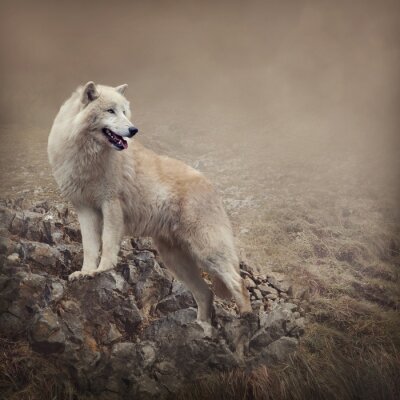 weißer Wolf mit Felsen im Hintergrund