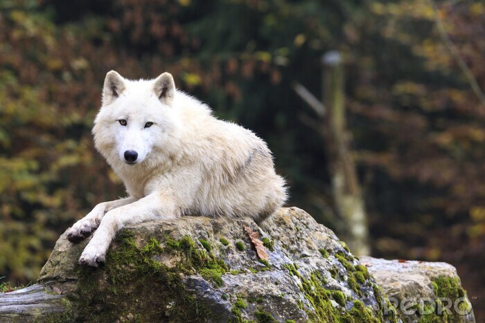 Poster Weißer Wolf ruhend auf einem Felsen