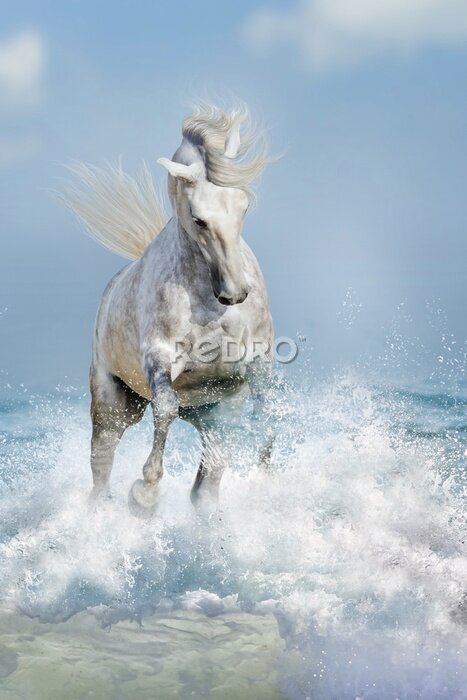 Poster Weißes Pferd galoppiert durch die rauen Wellen